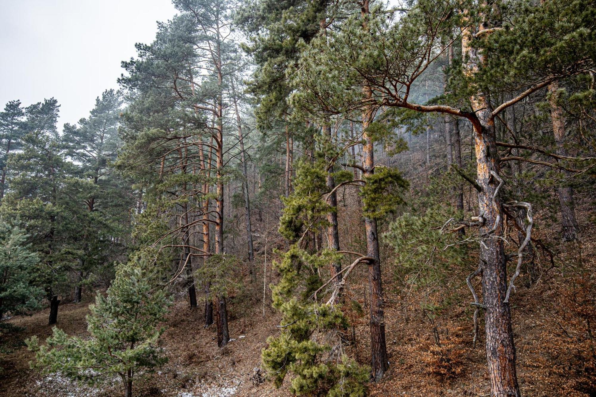 Carpentiere Arena Ξενοδοχείο Răşinari Εξωτερικό φωτογραφία